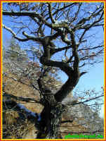 o1160265.jpg (129600 Byte)