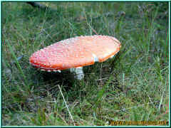 o8060211.jpg (190561 Byte)